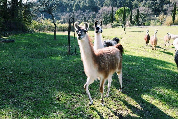 Ferme des Lamas au Barroux.